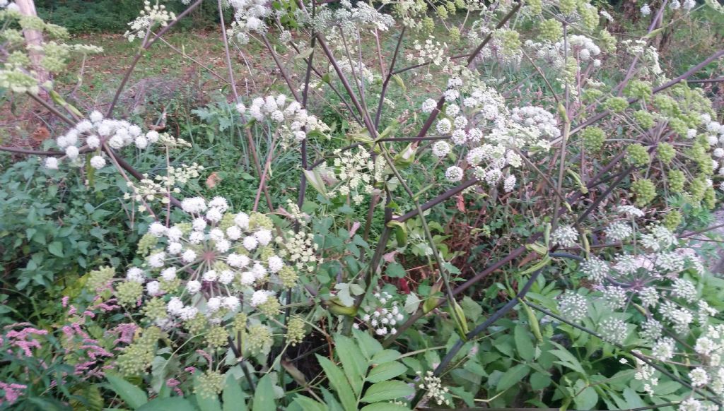 Angelica sylvestris